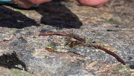 lombrices de tierra rojas levantadas y puestas en un gancho de pesca como cebo - primer plano