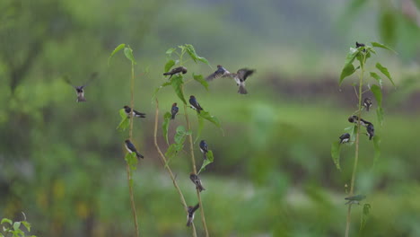 Ein-Gemischter-Schwarm-Aus-Rauch--Und-Streifenschwalben-Schwebt-Und-Sitzt-Auf-Barschen,-Fängt-Insekten-Und-Genießt-Den-Regen-In-Zeitlupe