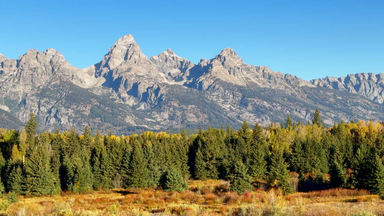 Grand Teton National Park entrance Blacktail Ponds Overlook wind in tall grass fall Aspen golden yellow trees Jackson Hole Wyoming mid day beautiful blue sky no snow on peak cinematic pan left motion