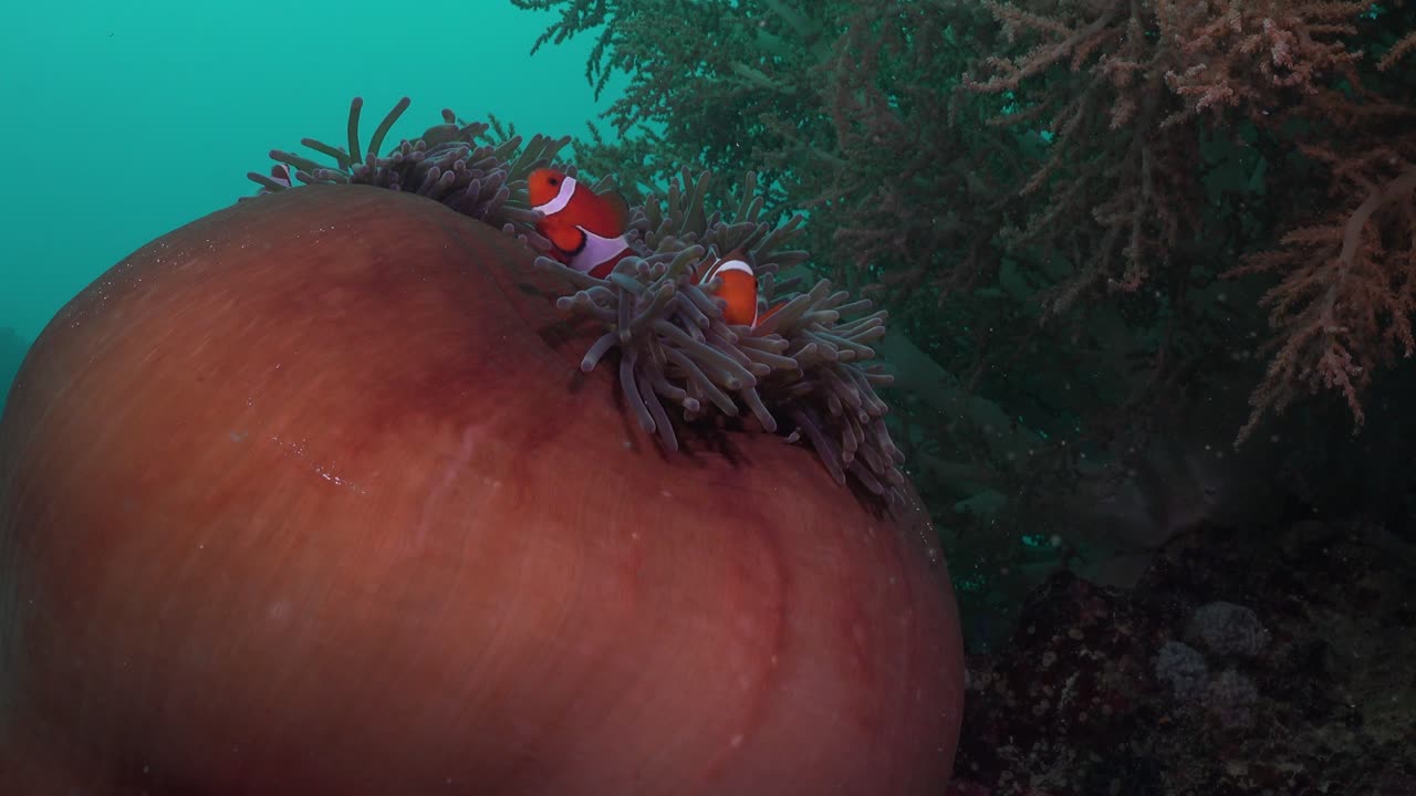 peces payaso nadando en una gran anémona de mar roja cerrada