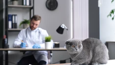 veterinarian examining a scottish fold cat