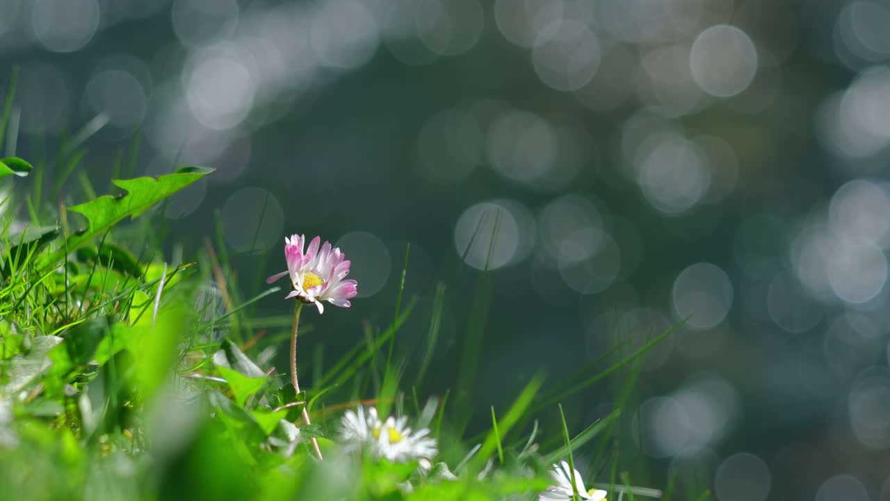 A solitary daisy flower stands gracefully against a blurred background of a flowing river, with a distinct "soapy bokeh" effect highlighting its delicate beauty