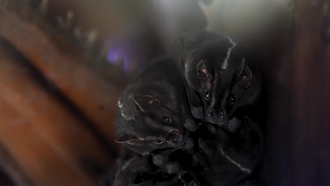 Bats Hanging Upside Down — Extreme Close-Up