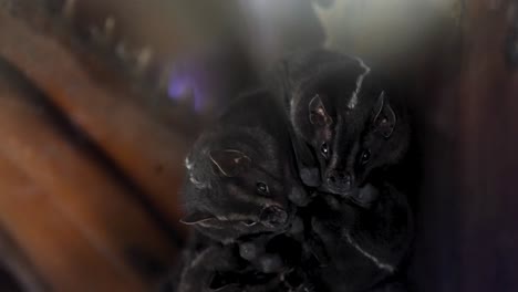 bats hanging upside down — extreme close-up