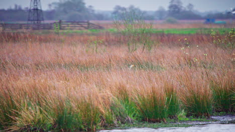 Grey-heron-taking-flight-from-reeds,-immediately-landing-back