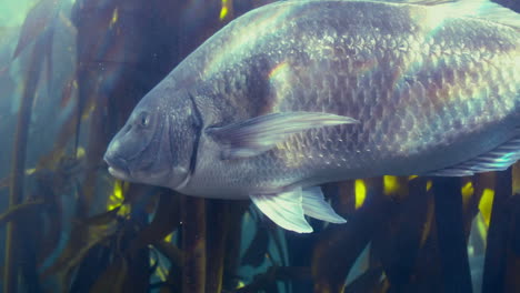 fish swimming in a tank