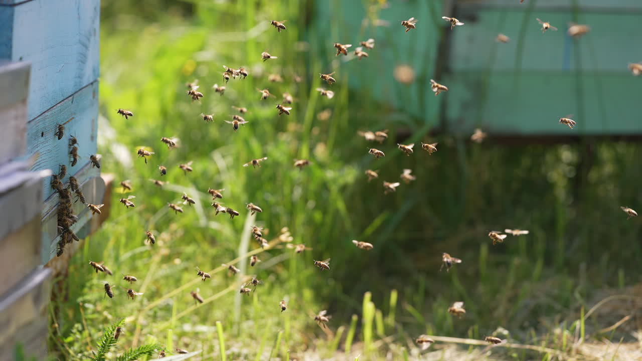 Bees flying arround the beehive. Close up of swarm honey bees flying around beehive.