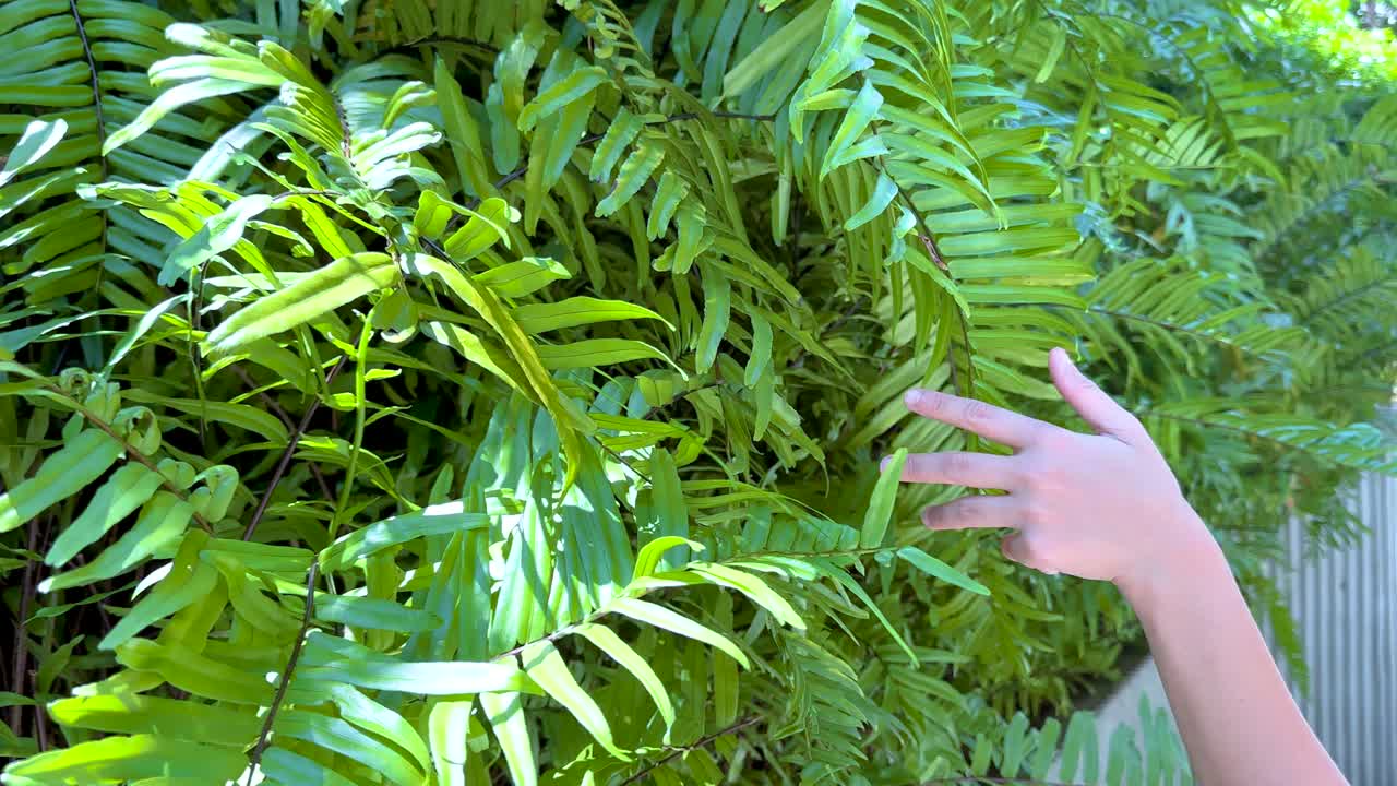A hand gently touches lush green ferns in bright daylight. The scene captures a serene moment in a vibrant urban setting