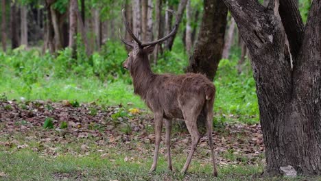 The-Eld's-Deer-is-an-Endangered-species-due-to-habitat-loss-and-hunting