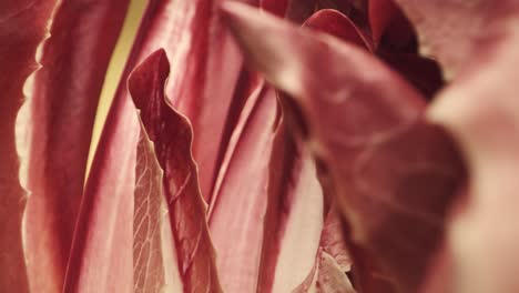 incredible macro probe backward shot through red radicchio leaves