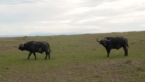 Zwei-Grasende-Büffel-In-Der-Masai-Mara