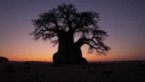 majestic baobab tree at sunrise/sunset