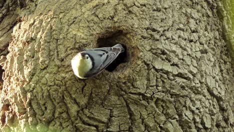 curious white breasted nuthatch bird come out from tree hole, climbing up the bark