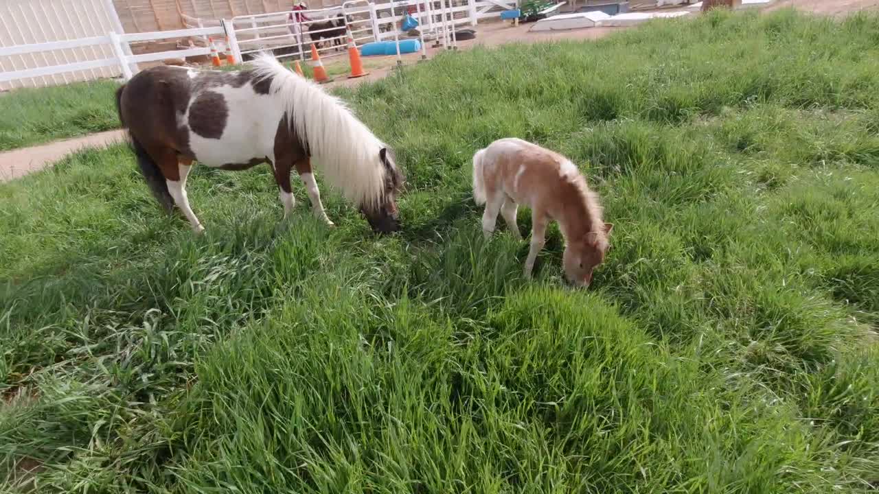 잔디 목초지에서 놀고 달리는 소형 말