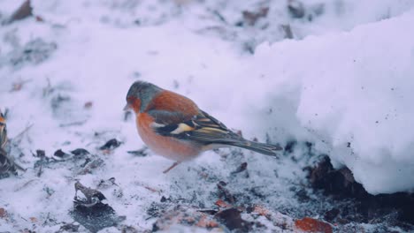 male chaffinch fights with male brambling, slow motion close up in winter