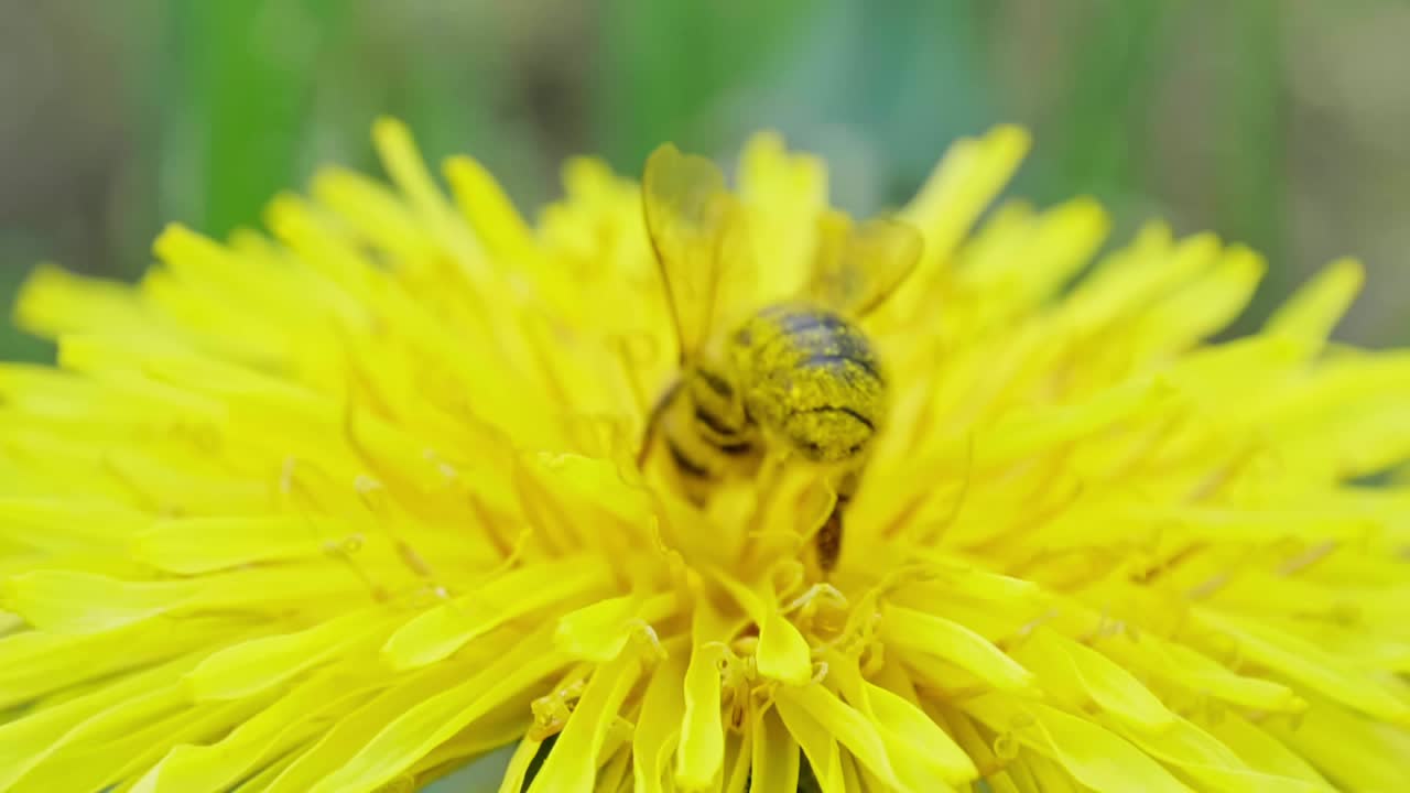 En bie sitter på en løvetannblomst og suger nektar.