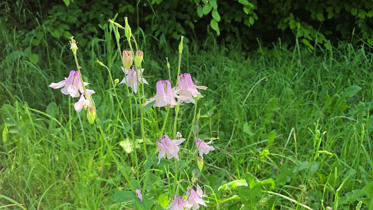 Close-up of many white pink columbine (Aquilegia) blossoms moving gently in breeze