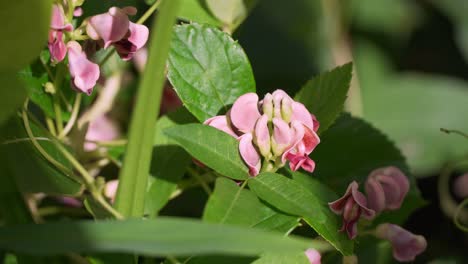 potato bean apios americana blooming superfood plant with carpenter ant