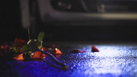 a slow close-up shot of a broken rose lying on the wet ground, with the red and blue lights of a police car reflecting on the ground