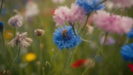 close-up of a bee in a flowery field