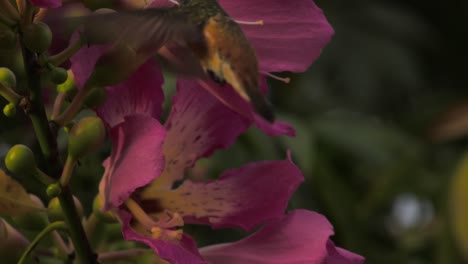 beautiful hummingbird hovering around vibrant pink flowers, captured in close-up shot