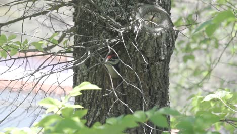 Red-headed-adult-spotted-woodpecker-bird-parent-pecking-wood-while-perched-at-entrance-of-nest-and-retreating,-Gran-Canaria,-Canary-Islands,-Spain-,-sunny-day