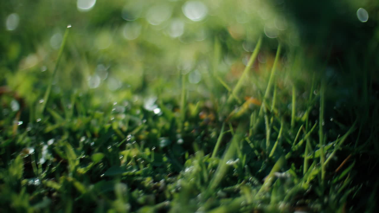 Un'inquadratura con profondità di campo ridotta da 50mm, dal punto di vista di un cane, utilizzando un'apertura molto ampia (es. f1.4). La telecamera si muove costantemente lungo un sentiero in giardino, con solo pochi ciuffi d'erba rugiadosa al centro
