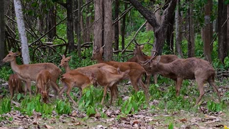 El-Ciervo-Del-Campo-Es-Una-Especie-En-Peligro-De-Extinción-Debido-A-La-Pérdida-De-Hábitat-Y-La-Caza