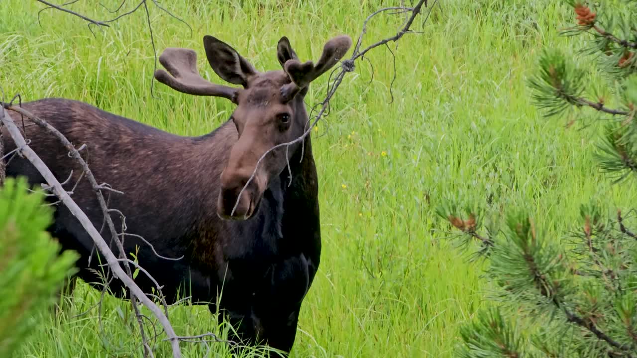Handheld video of a moose in Breckenridge, Colorado. The moose is standing still in tall grass.