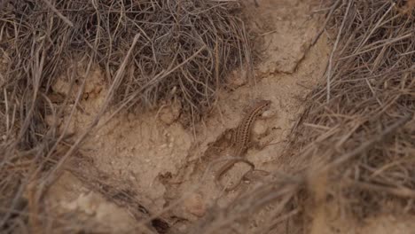 Sand-Lizard-Resting-On-Arid-Ground-In-Turkey