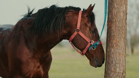a calm brown horse enjoying a peaceful moment in the sun, soaking up the warmth.