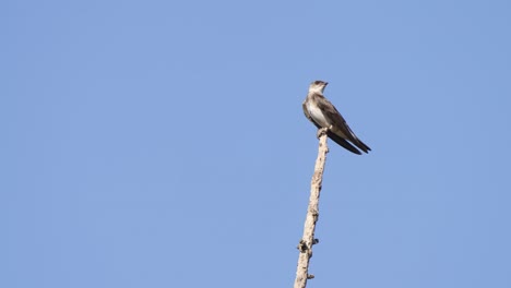 Tiro-Inclinado-Hacia-Arriba-De-Un-Martín-De-Pecho-Marrón-Salvaje,-Progne-Tapera-Posado-En-La-Punta-De-Un-Palo-De-árbol-Muerto-Y-Volar-Contra-El-Hermoso-Cielo-Azul-En-Un-Día-Soleado,-área-De-Conservación-Del-Pantanal,-Brasil