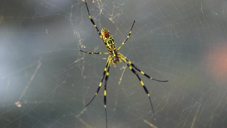 araña joro colgando en la web con un río borroso que fluye en el fondo en el condado de japón, primer plano