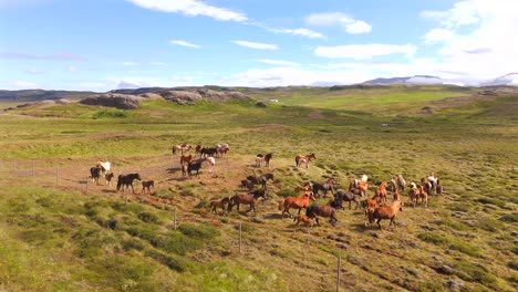majestic horses roam freely across iceland’s stunning landscapes, captured by a soaring drone in breathtaking detail.