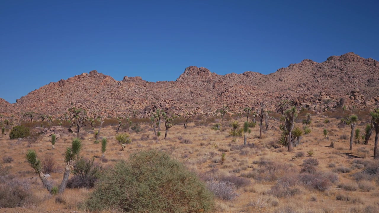 Mojave Coloradon aavikko, Joshua Treen kansallispuisto, Kalifornia. Staattinen kuva. Ruoho huojuu tuulessa, aurinkoinen sininen taivas, kivinen ja karu vuoristomaisema. Jukkapalmuja, Sheephole Valleyn erämaa, Fortynine Palm Oasis.