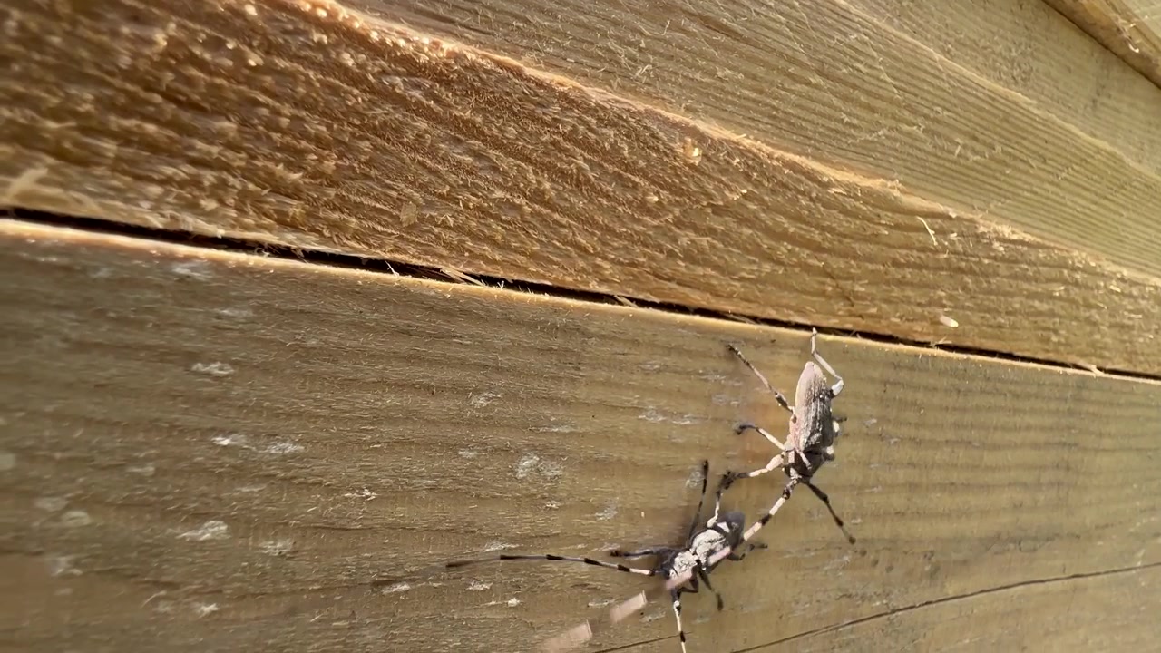 Due coleotteri Timberman maschi (Acanthocinus aedilis) su una tavola di legno che lottano per il diritto di accoppiarsi con una femmina, Saaremaa, Estonia