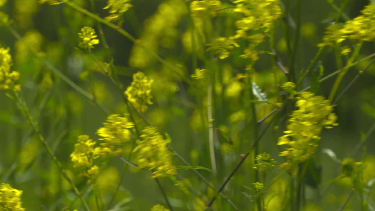 Fiori di campo gialli ondeggiano nella brezza in una piacevole e soleggiata giornata nella California del Sud
