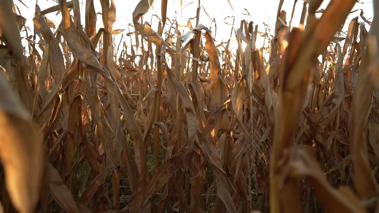 Sun shines through a corn field on a warm summer evening. Idyllic view.