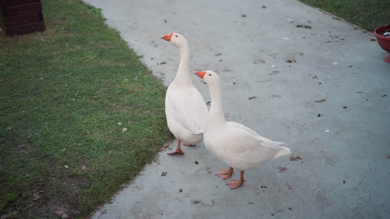 Oche bianche su un sentiero di cemento di casa, due uccelli domestici che camminano accanto al prato e alle piante in vaso, postura attenta e beccate curiose, scena suburbana diurna con un comportamento naturale e delicato vicino al portico.