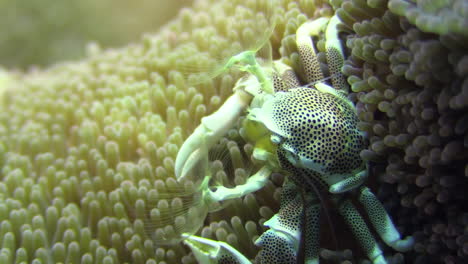 spotted porcelain crab midst yellow sea anemone filtering plankton from the water using feathery hair-like structures