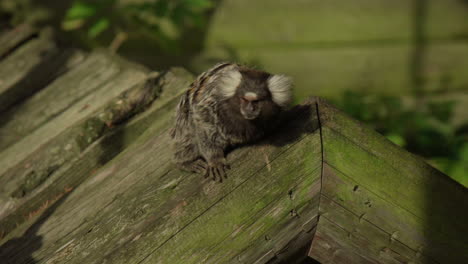diminuto mono tití brasileño en un zoológico k