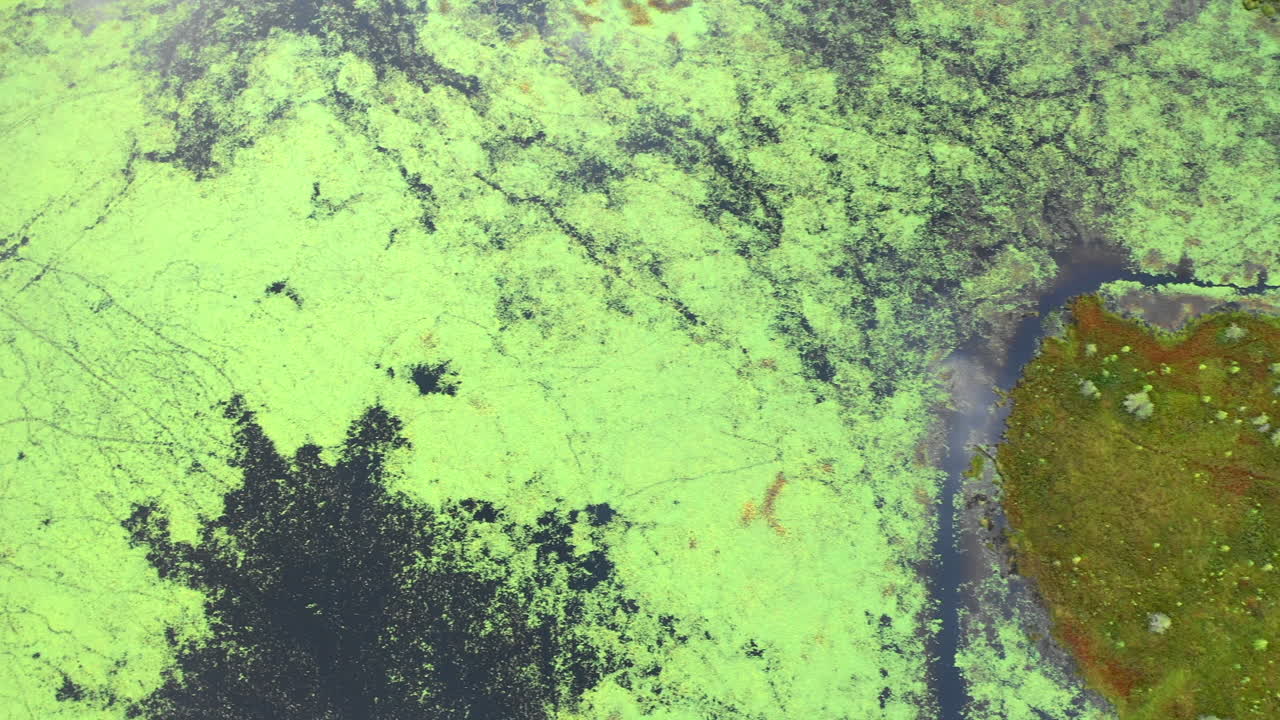 Veduta aerea sopra le acque coperte di alghe di Shirley Bog nella campagna del Maine, circondate da campi erbosi.