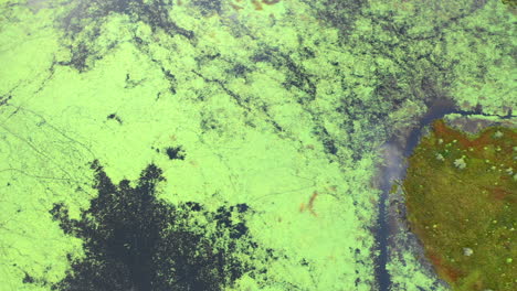 aerial over the algae covered waters of shirley bog in the maine countryside surrounded by grassy fields