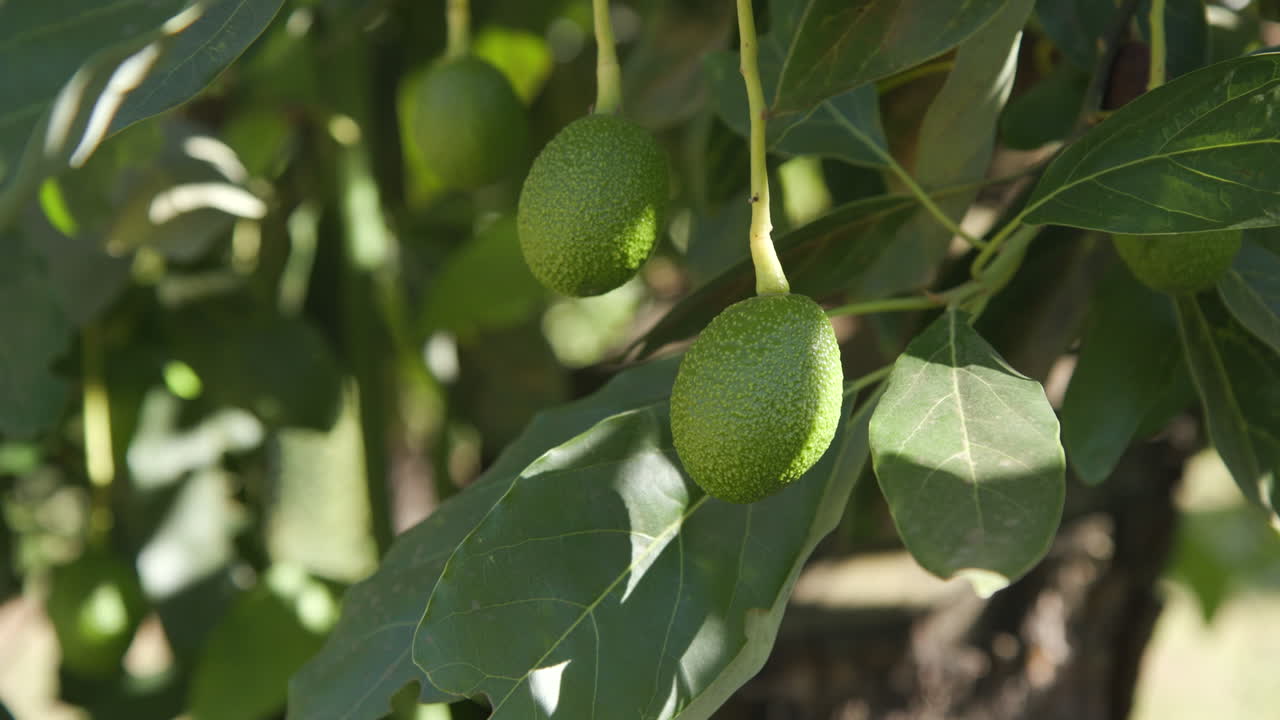 An avocado hanging from a tree on an avocado farm in Michoac&aacute;n Mexico