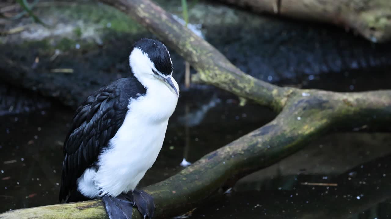 cormorán de cara negra posado en una rama