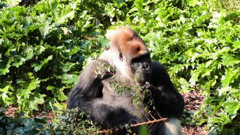 gorila comiendo follaje en un recinto del zoológico
