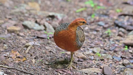 seen preening its back as the camera slides to the right, ferruginous partridge caloperdix oculeus, thailand