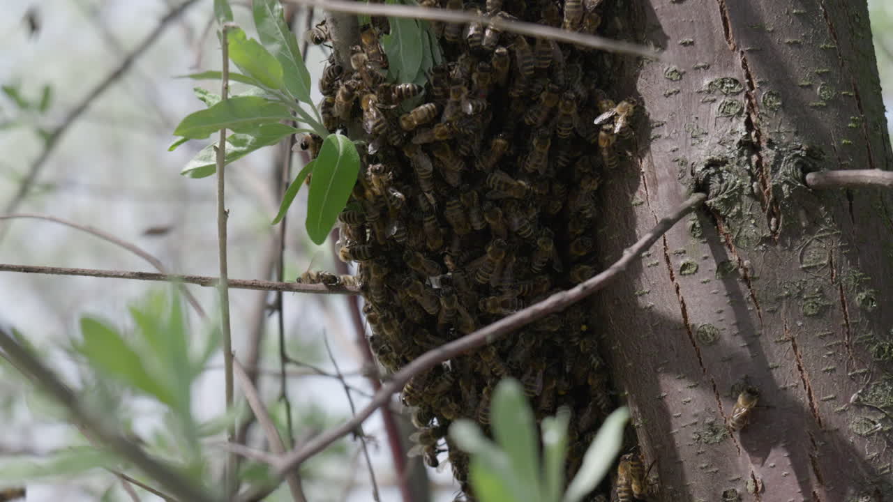 un enjambre de abejas melíferas en un árbol