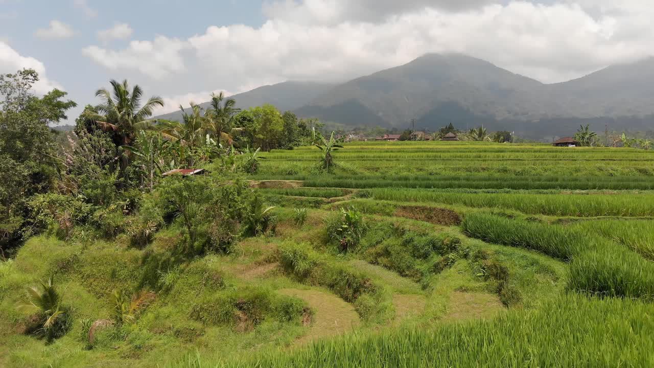 A drone captures lush green rice fields and terraced rice paddies in Bali, Indonesia
