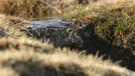 Agua-Que-Fluye-Del-Deshielo-En-Serra-Da-Estrela,-Portugal---Primer-Plano